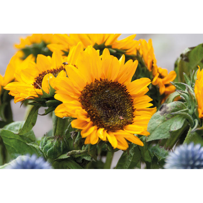 GIRASOL - Sobre con semillas de girasol