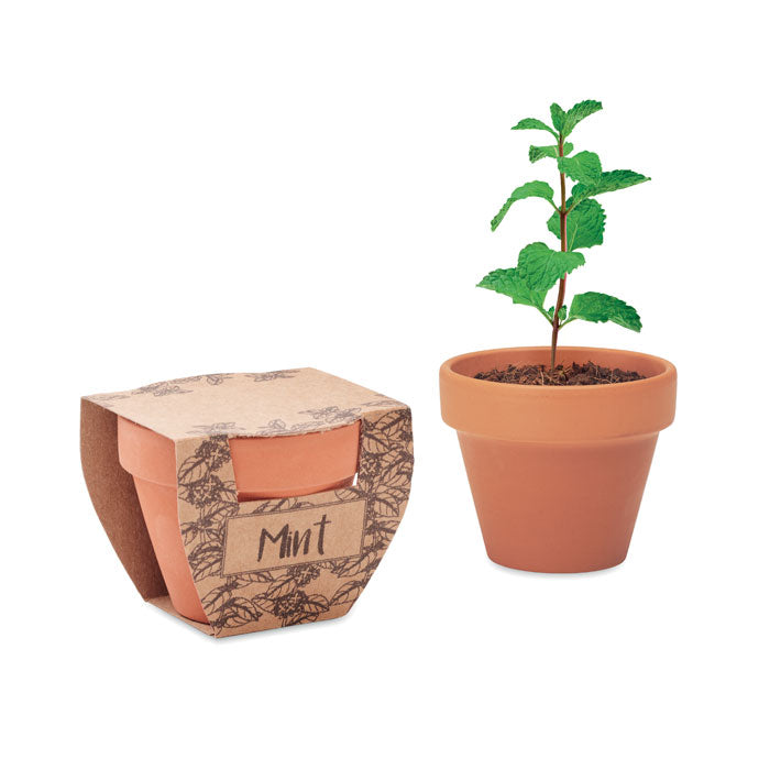 MINT POT - Maceta con semillas de menta