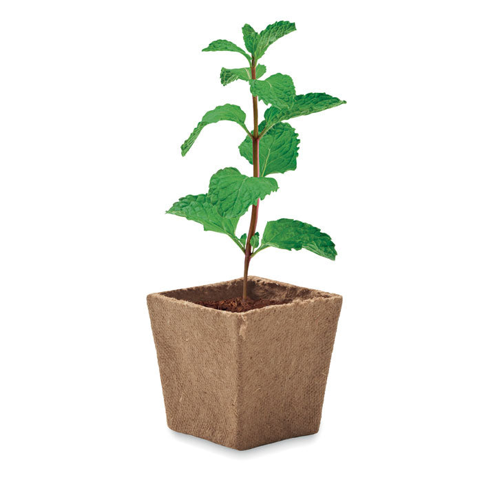 MINT KIT - Kit cultivo semillas de menta