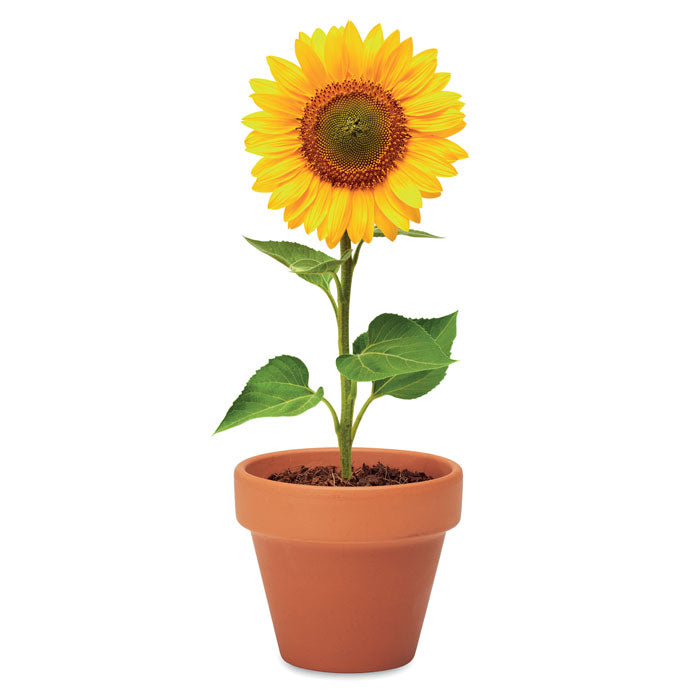 SUNFLOWER - Juego de macetas de terracota