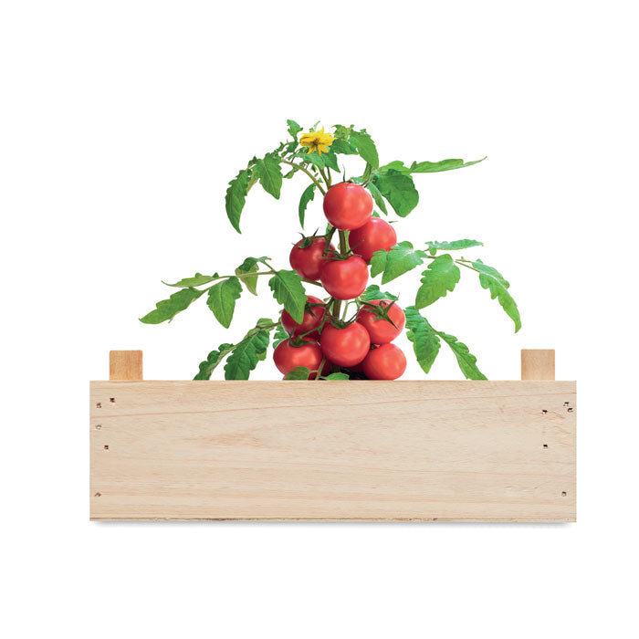 TOMATO - Mini-huerto tomates en caja