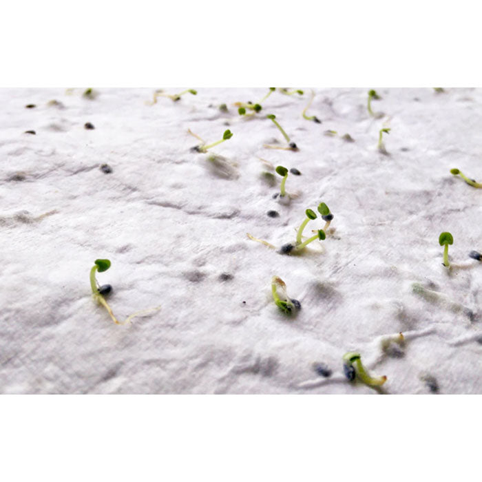 ASIDE - Hoja A5 de papel con semillas