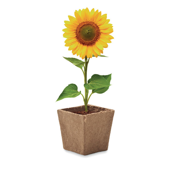 SUNFLOWER KIT - Kit de cultivo de girasoles