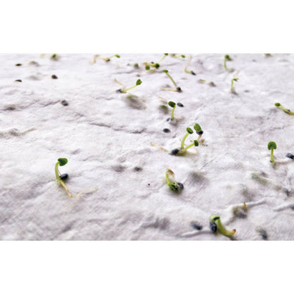Detalle de brotes germinando a partir de papel con semillas