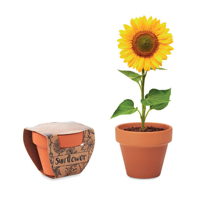 Maceta de terracota con funda de cartón y con semillas de flor de girasol