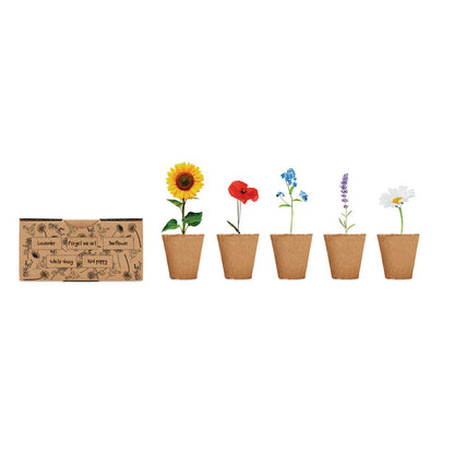 macetas con distintas flores y caja de cartón