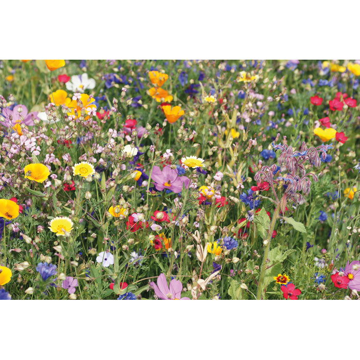 SEEDLOPE - Mezcla de semillas de flores
