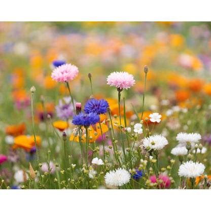 Flores silvestres de colores en campo