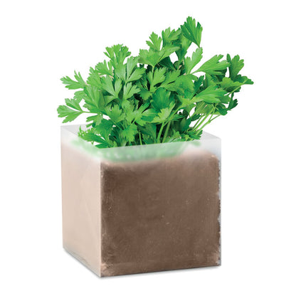 Pequeña planta de perejil en maceta translúcida cuadrada de plástico